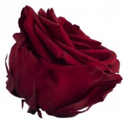 Роза премиум 4 гол. бордовый