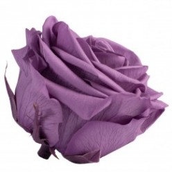 Роза Премиум 4гол. фиолетовый