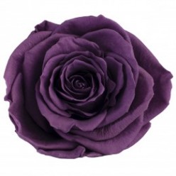 Роза Премиум 4гол. фиолетовый