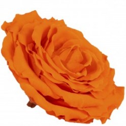 Роза король 1 гол. оранжевый