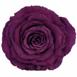 Роза король 1 гол. фиолетовый
