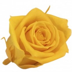 Роза Мини 12гол. желтый