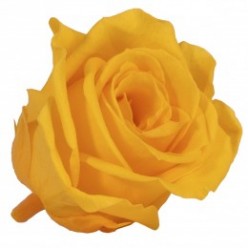 Роза Мини 12гол. желтый