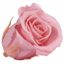 Роза Мини 12гол. винтажный розовый