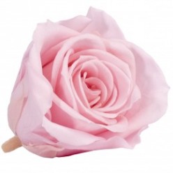 Роза Мини 12гол. розовый нежный STVR-RSM/1471