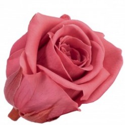Роза Мини 12гол. розовый