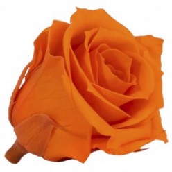 Роза Мини 12гол. оранжевый