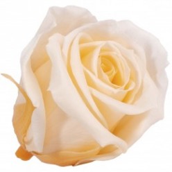 Роза Мини 12гол. персиковый