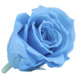 Роза Мини 12гол. голубой