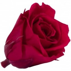 Роза Мини 12гол. бордовый