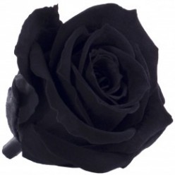 Роза Мини 12гол. черный