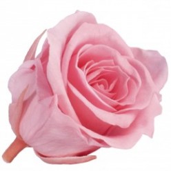 Роза Принцесс 16гол. розовый