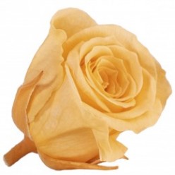 Роза Принцесс 16гол. персиковый