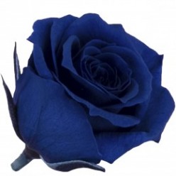 Роза Прнцесс 16гол. синий
