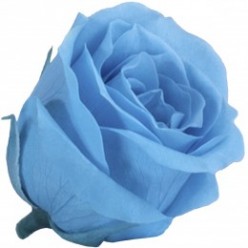 Роза Принцесс 16гол. голубой