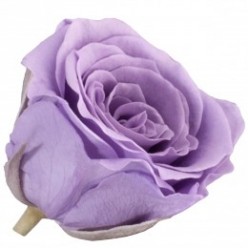 Роза Принцесс 16гол. лиловый