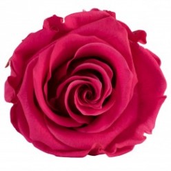Роза Стандарт 6гол. розовый