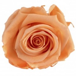Роза Стандарт 6гол. персиковый