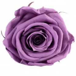 Роза Стандарт 6гол. фиолетовый