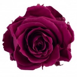 Роза Стандарт 6гол. фиолетовый