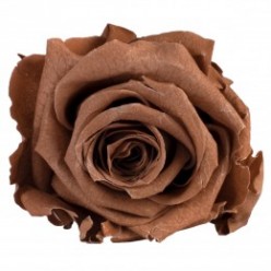 Роза Стандарт 6гол. коричневый