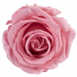 Роза Экстра 6гол. винтажный розовый