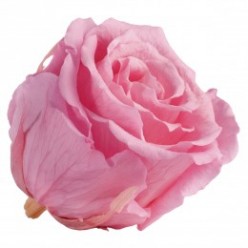 Роза Экстра 6гол. розовый нежный