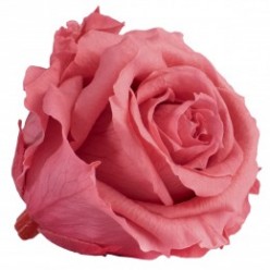 Роза Экстра 6гол. розовый