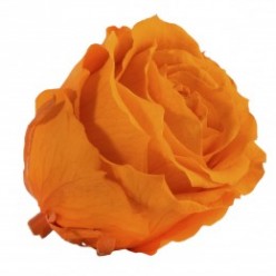 Роза Экстра 6гол. оранжевый