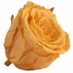 Роза Экстра 6гол. персиковый