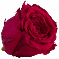 Роза Экстра 6гол. бордовый