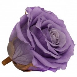 Роза Экстра 6гол. фиолетовый