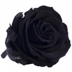 Роза Экстра 6гол. черный