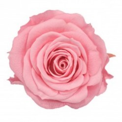 Роза Медеа 8гол. розовый светлый