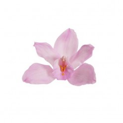 Орхидея Цимбидиум 4 гол. розовый