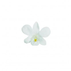Орхидея Дендробидиум 5 гол. белый