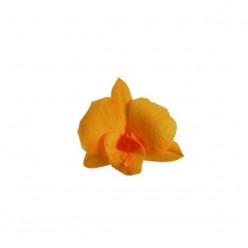 Орхидея Дендробидиум 5 гол. желтый