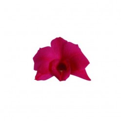 Орхидея Дендробидиум 5 гол. розовый