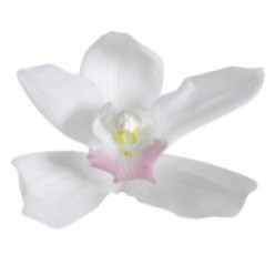 Орхидея Цимбидиум 4 гол. белый