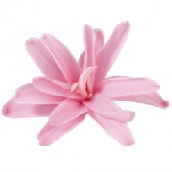 Цветок Нардос розовый