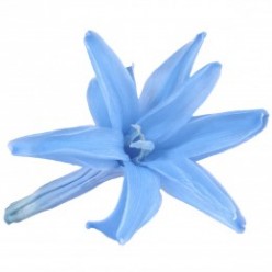Цветок Нардос голубой