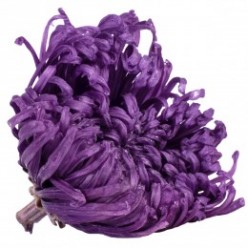 Цветок Анастасия пурпурный