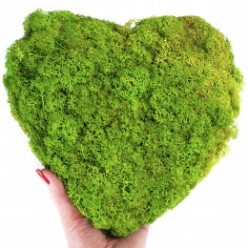 Сердце цвет зеленая трава 