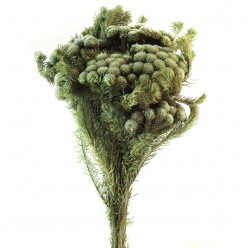 Брюния Альбифлора зеленый серый