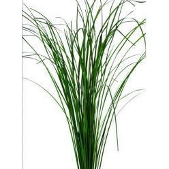 Жинериум трава зеленый 60-80см.