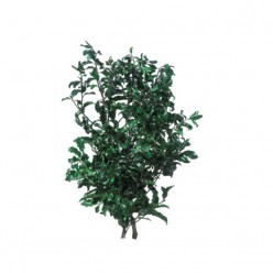 Питоспорум ветви зеленый 1 букет