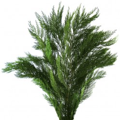Туя ветви 30/60 см зеленый навал 2 кг