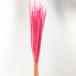 Пеннисетум розовый