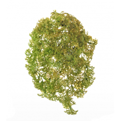 Ватер-грасс (Рясковый мох) куст светло-зелёный со светло-коричневым