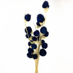 Репейник декоративный синий